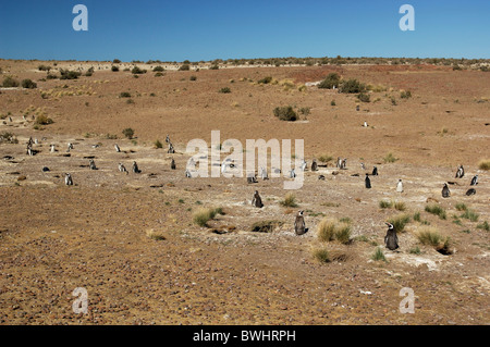 Magellanic Penguin Spheniscus Magellanicus Reserva Natural reserve Cabo Dos Bahias Patagonien Argentinien Süd A Stockfoto