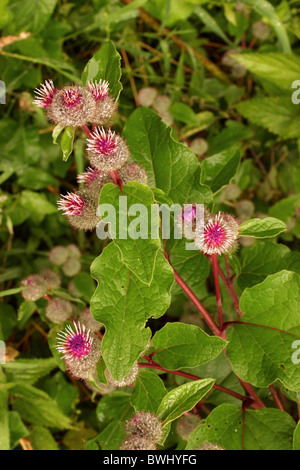 Geringerem Klette (Arctium minus: Asteraceae), UK. Stockfoto