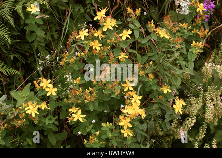 Gezähnten St-Johanniskraut (Hypericum Maculatum: Clusiaceae), UK. Stockfoto