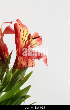 Red Astroemeria Blume closeup Stockfoto