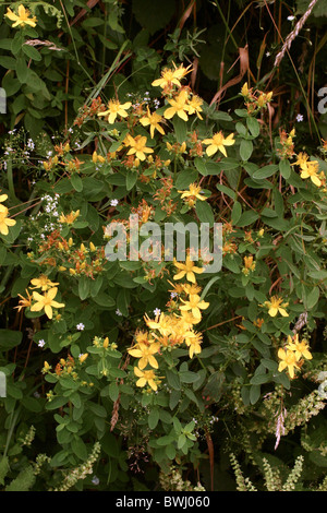 Gezähnten St-Johanniskraut (Hypericum Maculatum: Clusiaceae), UK. Stockfoto