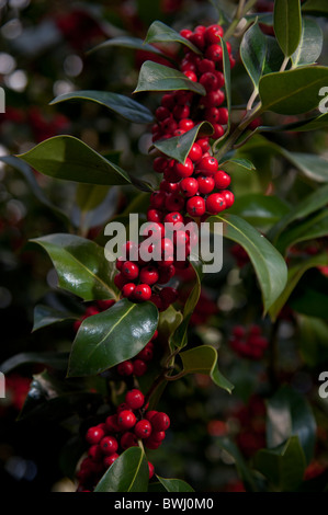 Rote Beeren auf eine Stechpalme Bush Herbst UK - Stechpalme (Ilex Aquifolium) Blätter und Früchte Stockfoto