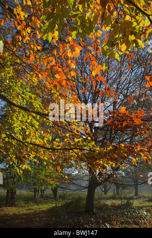 Buche-Blätter ändern Farbe Norfolk UK Anfang November Stockfoto