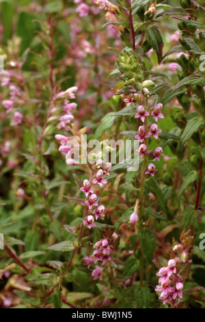 Rote Bartsia (Odontites Vernus: Scrophulariaceae), UK. Stockfoto