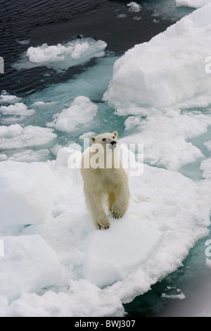 Sub-Erwachsene männliche Eisbären [Ursus Maritimus] auf Eisscholle, Spitzbergen, Svalbard, Norwegen Arktis Stockfoto