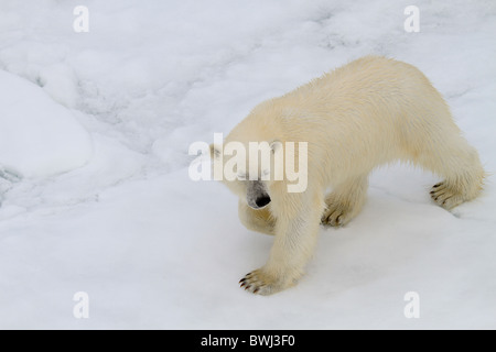 Sub-Erwachsene männliche Eisbären (Ursus Maritimus) auf Eisscholle, Spitzbergen, Svalbard, Norwegen Arktis Stockfoto