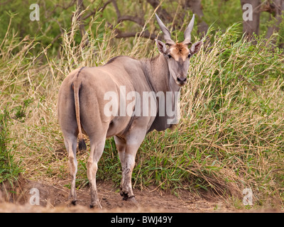 Eland (Tauro Oryx) im Mashatu Game Reserve im Rückblick. Botswana Afrika Stockfoto