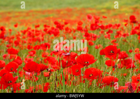 Wiese mit Klatschmohn (Papaver Rhoeas) in der Nähe von Riviere Sur Tarn, Aveyron, Frankreich Stockfoto