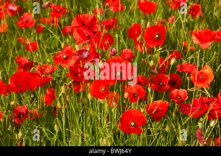 Wiese mit Klatschmohn (Papaver Rhoeas) in der Nähe von Riviere Sur Tarn, Aveyron, Frankreich Stockfoto