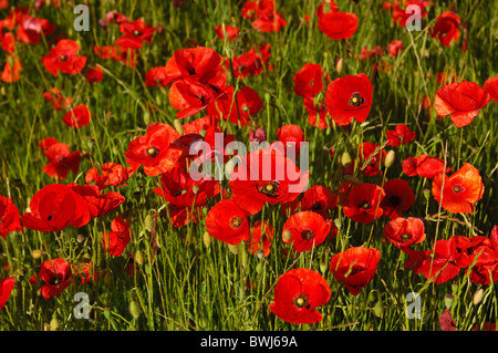 Wiese mit Klatschmohn (Papaver Rhoeas) in der Nähe von Riviere Sur Tarn, Aveyron, Frankreich Stockfoto