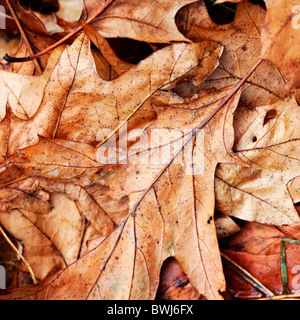 braungebrannte Herbst knusprig gefallenen Eichenlaub auf dem Waldboden - Fine Art Fotografie Jane Ann Butler Fotografie JABP936 Stockfoto