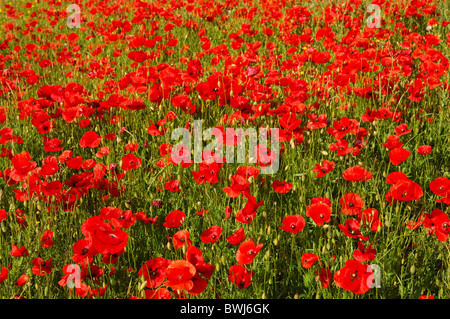 Wiese mit Klatschmohn (Papaver Rhoeas) in der Nähe von Riviere Sur Tarn, Aveyron, Frankreich Stockfoto