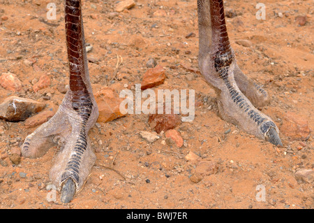 Strauß-Füße, Struthio Camelus, Straußenfarm, Alexander Bay, Namaqualand, Südafrika Stockfoto