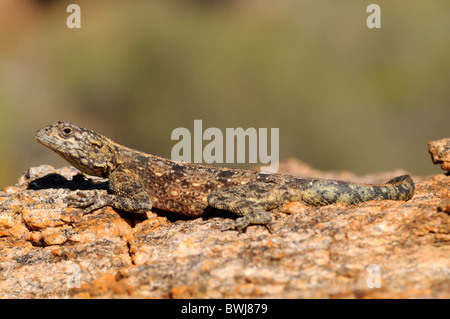 Southern Rock Agama, Suidelike Rotskoggelmander, (Agama Atra), Weiblich, Namaqualand, Südafrika Stockfoto
