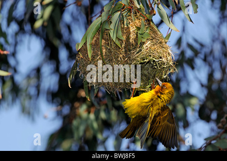 Kap-Weber, Ploceus Capensis, Weben ein Nest, Namaqualand, Südafrika Stockfoto