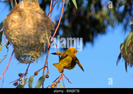 Kap-Weber, Ploceus Capensis, Weben ein Nest, Namaqualand, Südafrika Stockfoto