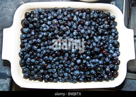 Hob Schlehen die Frucht des Blackthorn(Prunus spinosa), Hampshire, England, UK Stockfoto