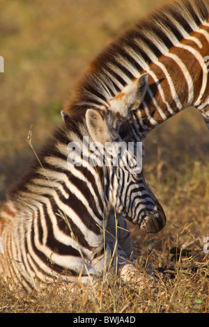 Junge Burchell-Zebra Fohlen kuschelte Stockfoto