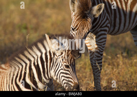 Junge Burchell-Zebra Fohlen kuschelte Stockfoto