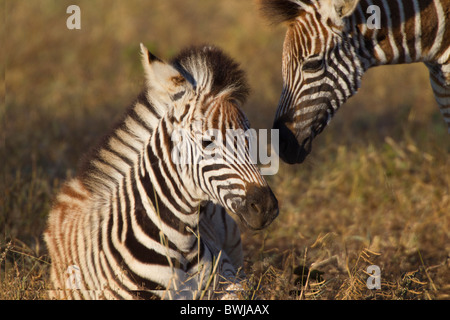 Junge Burchell-Zebra Fohlen kuschelte Stockfoto