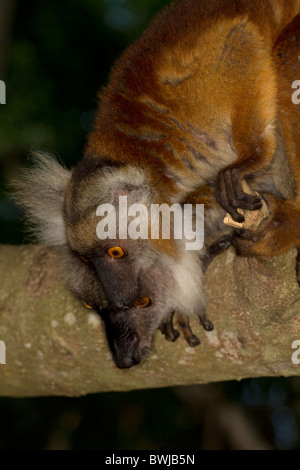 Schwarzen Lemur Eulemur Macaco, Nosy Be - Madagaskar Stockfoto