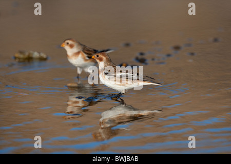 Schnee Ammern Plectrophenax Nivalis in Küsten-Pool Baden Stockfoto
