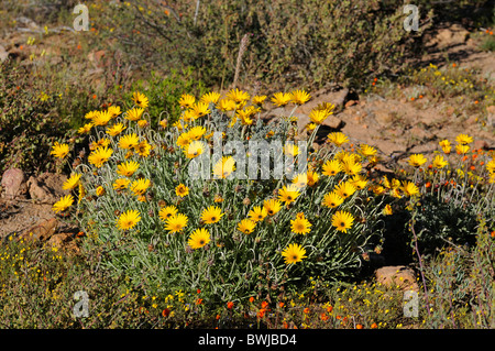 Glanduläre Cape Marigold in Lebensraum, Dimorphoteca Sinuata, Namaqualand, Südafrika Stockfoto