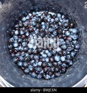 Hob Schlehen die Frucht des Blackthorn(Prunus spinosa), Hampshire, England, UK Stockfoto