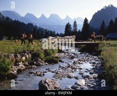 Alpfahrt Ziegen Bach Stream Kühe Landwirtschaft Toggenburg Tradition, dass Anordnung Folklore Almabtrieb d Stockfoto