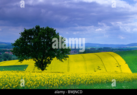 Europa, Deutschland, Niedersachsen, Landschaft in der Nähe von Rhüden, Harz Stockfoto