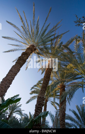 Dattelpalmen, Qasr Al Farafra Dorf, Farafra Oase, Ägypten Stockfoto