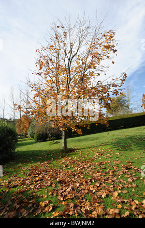 Ornamentale Ahorn (Acer spp.) in volle Herbstfärbung mit abgefallenen Blättern in einem großen Garten Stockfoto