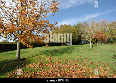 Ornamentale Ahorn (Acer spp.) in volle Herbstfärbung mit abgefallenen Blättern in einem großen Garten Stockfoto