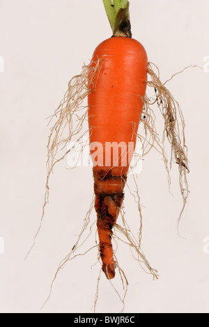 Karottenwurzelfliegenschaden (Chamaepsila rosae) zur reifen Karottenwurzel Stockfoto