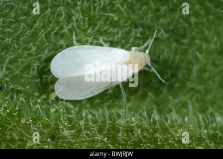 Erwachsenen Gewächshaus Mottenschildläuse (Trialeurodes Vaporariorum) auf einem Tomaten-Blatt Stockfoto