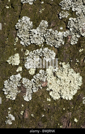 Flechten Hypogymnia Physodes, Alblasserdam, Süd-Holland, Niederlande Stockfoto