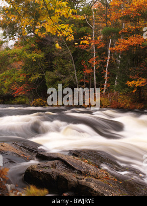 Schöne Herbst Naturkulisse des Habichtsbitterkraut Stromschnellen. Algonquin, Ontario, Kanada. Stockfoto