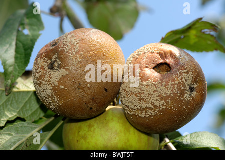 Braunfäule (Monilinia Fructigena) Ftruit Fäule auf Reife Bramley-Äpfel Stockfoto