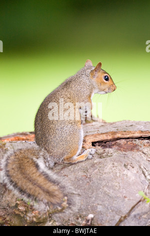 Graue Eichhörnchen auf Baumstumpf im Garten Sciurus carolinensis Stockfoto