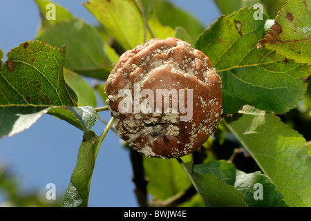 Braunfäule (Monilinia Fructigena) Ftruit Fäule auf Reife Bramley-Äpfel Stockfoto