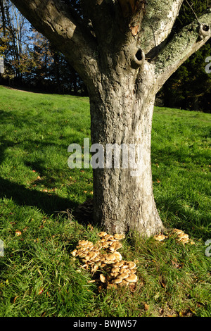 Fruchtkörper des Hallimasch (Armillaria Mellea) um die Basis der alte Apfelbaum im Herbst Stockfoto