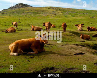 Herde von Rindern Weiden auf Rasen im Dartmoor National Park in Devon südwestlichen England UK Stockfoto