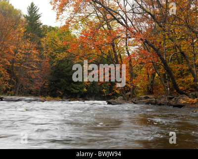 Schöne Herbst Naturkulisse des Habichtsbitterkraut Stromschnellen. Algonquin, Ontario, Kanada. Stockfoto