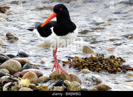 Oyster Catcher an der felsigen Küste Stockfoto