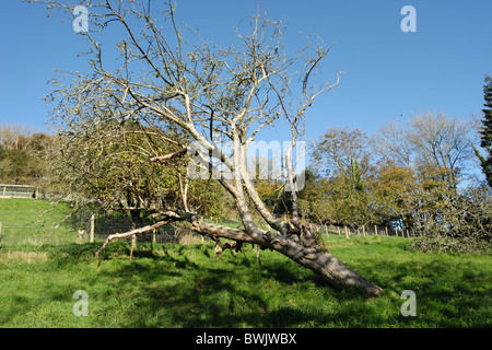 Gefallenen Kranken und Toten Apfelbaum getötet durch Hallimasch (Armillaria Mellea) Stockfoto