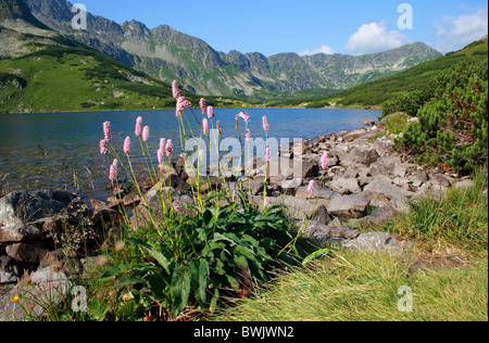 Alpine Bistort (Polygonum) am großen See (Wielki Staw) in der hohen Tatra, Polen Stockfoto