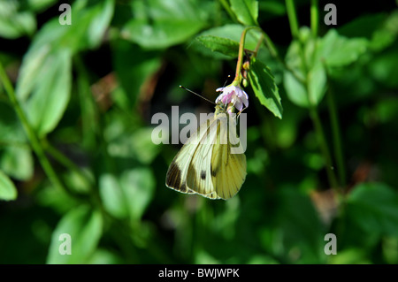 Grün geädert weißer Schmetterling weiblich Unterseite Pieris napi Stockfoto