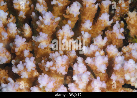 Harten Korallen Acropora SP., Acroporidae, Celenterata, Tualmben, Bali, Indonesien Indo-Pazifik Stockfoto