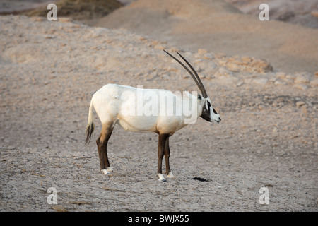 Arabische Oryx (Oryx Leucoryx) auf Sir Bani Yas Island Wildlife Reserve, Abu Dhabi Stockfoto