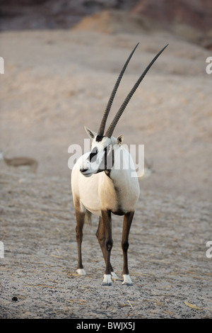 Arabische Oryx (Oryx Leucoryx) auf Sir Bani Yas Island Wildlife Reserve, Abu Dhabi Stockfoto